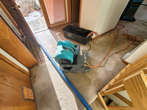 Best Mold removal after water damage  in Harlan, IA